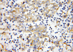 UBA5 Antibody in Immunohistochemistry (Paraffin) (IHC (P))