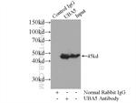 UBA5 Antibody in Immunoprecipitation (IP)