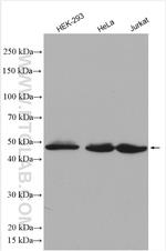 UBA5 Antibody in Western Blot (WB)