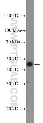 UBA5 Antibody in Western Blot (WB)