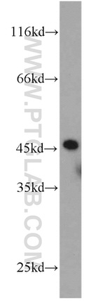 UBA5 Antibody in Western Blot (WB)