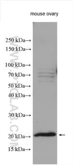 DDIT4L Antibody in Western Blot (WB)
