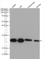 GOSR2/Membrin Antibody in Western Blot (WB)