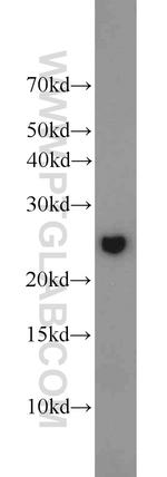 GOSR2/Membrin Antibody in Western Blot (WB)
