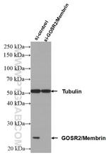 GOSR2/Membrin Antibody in Western Blot (WB)