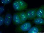 STK3 Antibody in Immunocytochemistry (ICC/IF)