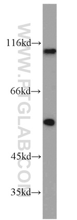 PBXIP1 Antibody in Western Blot (WB)