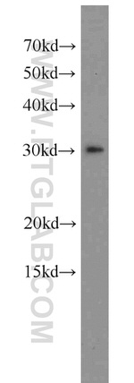 SPIN1 Antibody in Western Blot (WB)