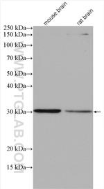 SPIN1 Antibody in Western Blot (WB)