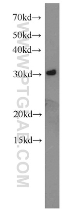 SPIN1 Antibody in Western Blot (WB)