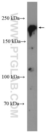 BCOR Antibody in Western Blot (WB)