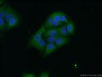 TRIM21 Antibody in Immunocytochemistry (ICC/IF)