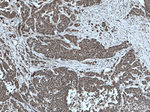 TRIM21 Antibody in Immunohistochemistry (Paraffin) (IHC (P))