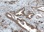 TRIM21 Antibody in Immunohistochemistry (Paraffin) (IHC (P))