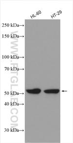 TRIM21 Antibody in Western Blot (WB)