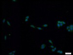 PADI2 Antibody in Immunocytochemistry (ICC/IF)