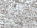 PADI2 Antibody in Immunohistochemistry (Paraffin) (IHC (P))