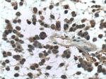 PADI2 Antibody in Immunohistochemistry (Paraffin) (IHC (P))