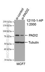 PADI2 Antibody in Western Blot (WB)