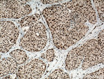 DPF2 Antibody in Immunohistochemistry (Paraffin) (IHC (P))