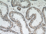 DPF2 Antibody in Immunohistochemistry (Paraffin) (IHC (P))