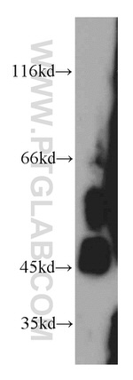 DPF2 Antibody in Western Blot (WB)