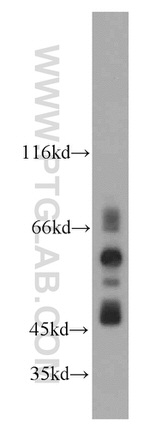 DPF2 Antibody in Western Blot (WB)