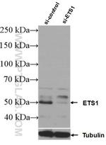 ETS1 Antibody in Western Blot (WB)