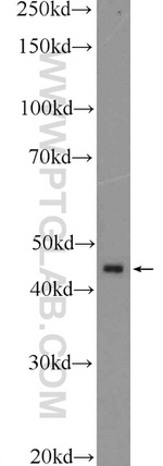 ETS1 Antibody in Western Blot (WB)