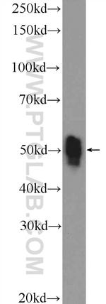 ETS1 Antibody in Western Blot (WB)