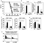 CD119 (IFN gamma Receptor 1) Antibody in Flow Cytometry (Flow)