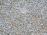 RAD23B Antibody in Immunohistochemistry (Paraffin) (IHC (P))