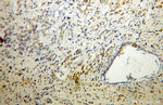 WSB2 Antibody in Immunohistochemistry (Paraffin) (IHC (P))