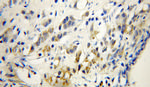 WSB2 Antibody in Immunohistochemistry (Paraffin) (IHC (P))