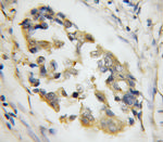 SYTL4 Antibody in Immunohistochemistry (Paraffin) (IHC (P))