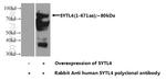 SYTL4 Antibody in Western Blot (WB)