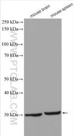 SNAI2 Antibody in Western Blot (WB)