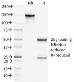 Clathrin, Heavy Chain Antibody in SDS-PAGE (SDS-PAGE)