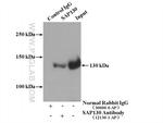 SAP130 Antibody in Immunoprecipitation (IP)