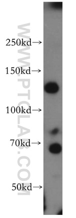 SAP130 Antibody in Western Blot (WB)