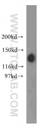 SAP130 Antibody in Western Blot (WB)