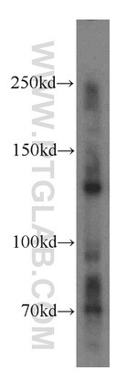 SAP130 Antibody in Western Blot (WB)