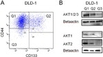 CD133 (Prominin-1) Antibody in Flow Cytometry (Flow)