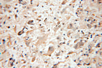 PTS Antibody in Immunohistochemistry (Paraffin) (IHC (P))