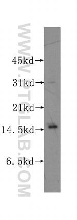 PTS Antibody in Western Blot (WB)