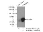 LMBR1L Antibody in Immunoprecipitation (IP)