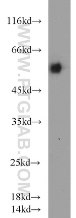 LMBR1L Antibody in Western Blot (WB)