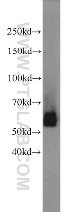 LMBR1L Antibody in Western Blot (WB)