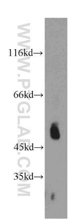 TCN2 Antibody in Western Blot (WB)