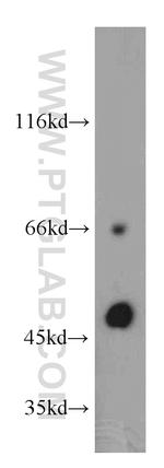 TCN2 Antibody in Western Blot (WB)